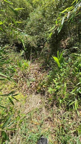 20250422豐田派出所-磨石坑古道-磨石坑山-圳沽古道2767907