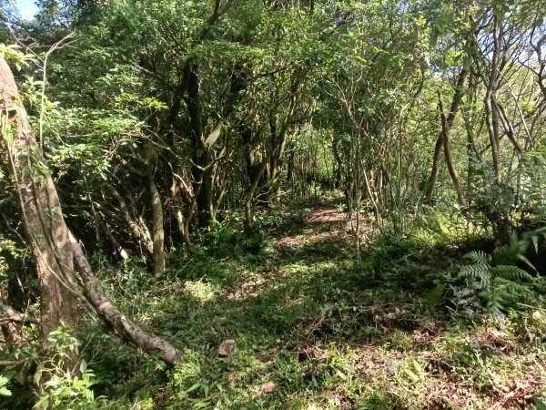 雙溪區豹子廚越嶺保甲路+北豹子廚山+中坑東山稜線O型2880087