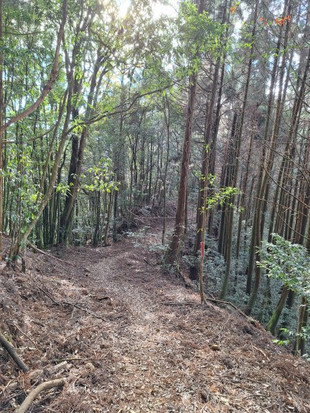 盡尾山202512252971991