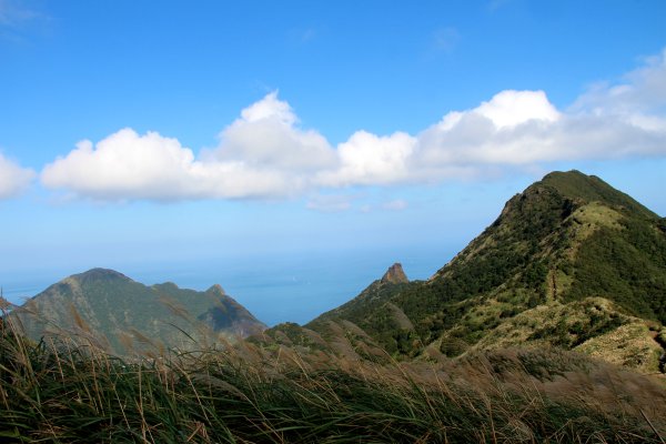 【金瓜石】漫山芒花怒放浪漫，礦山藍海奇景夢幻！2964012