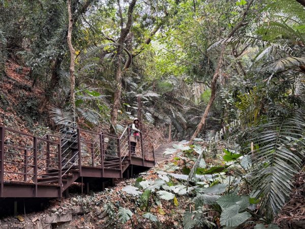 龍過脈森林步道2960933