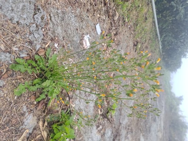 梅山鄉撿山頭2449440