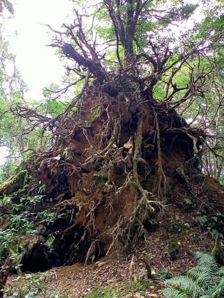 塔曼山：新北市第一高峰之樹的國度1860896