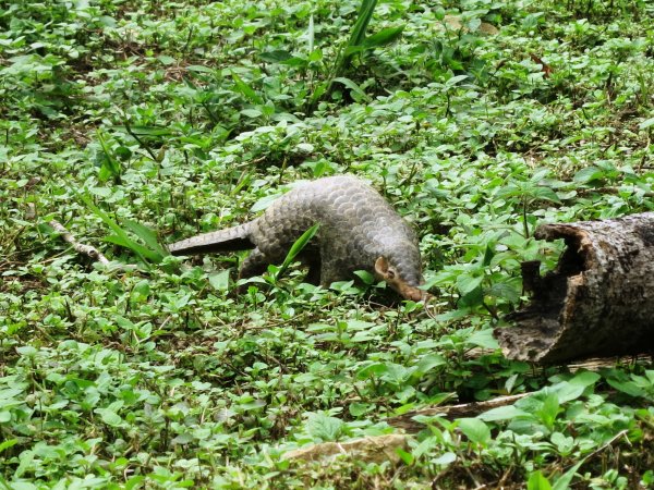 【新聞】萌樣穿山甲 覓食造林地