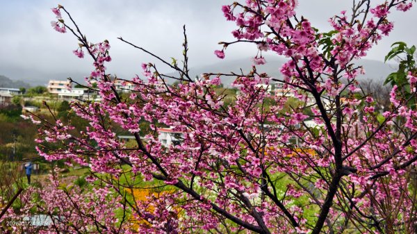 #平菁街 #鵝尾山梯田 #廣佑聖王廟 #寒櫻巷 #夕陽 1/24&252987008