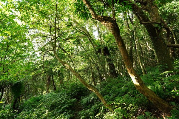 新北 烏來 火燒樟山、落鳳山2557697