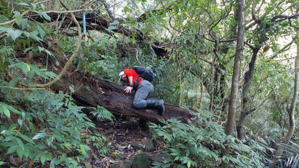蛇來運轉之蛇年爬蛇山  蛇子形古道-三爪子坑山-蛇子崙山O型2783966