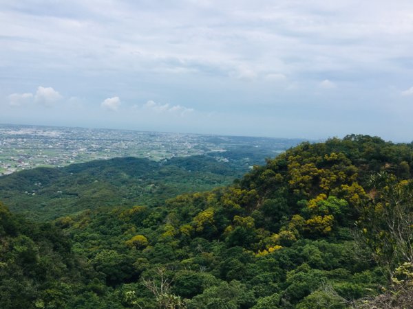 1090611火炎山相思樹花大開992658