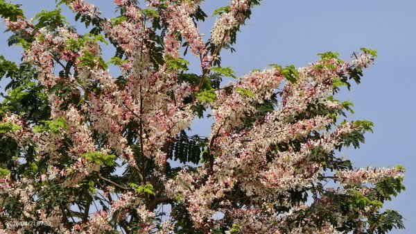人生首見 #花旗木 #花博公園 首訪 #法雨山普宜苑  #石斛蘭 #守城滿山紅 4/21&233040115