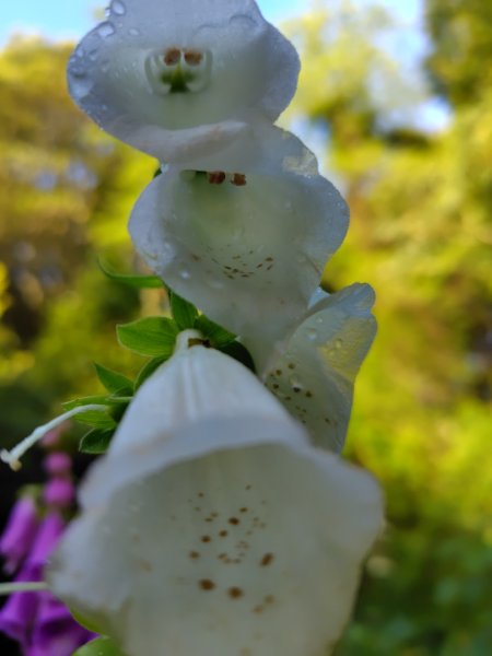 稍來小雪山國家步道、船型山、鞍馬山、鞍馬山東北峰、天池、雪山神木2799662
