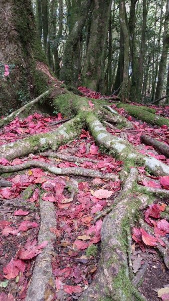 鳶嘴稍來賞楓行663213