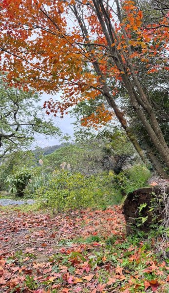 登峰古圳訪高頂山 北五指山 出荷蘭古道 快閃聖人瀑布2982004