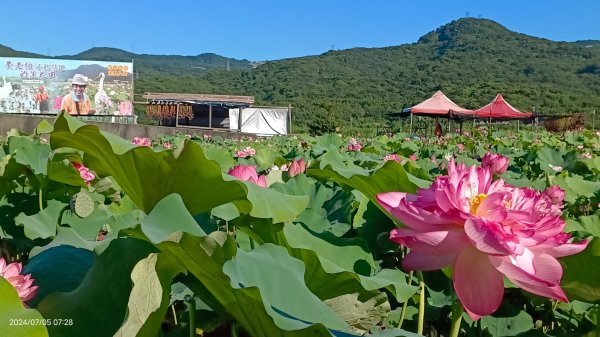 雲山水花鳥蝶 - 天龍國阿伯的日常7/5 #台灣粉蝶 #端紅蝶 #青斑鳳蝶 #青帶鳳蝶2543426