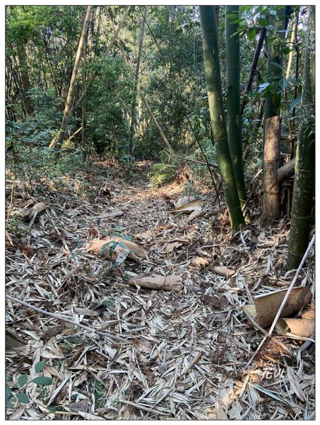 頭社山主峰及基點峰(社頭山)2681601