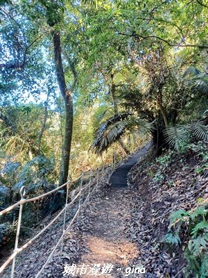 【台中和平】生態廊道。 雪山坑環線步道x巨人之手觀景點2954002