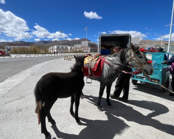 西藏♥️可愛動物🐎人物寫真/拉薩旅拍/美食2902907