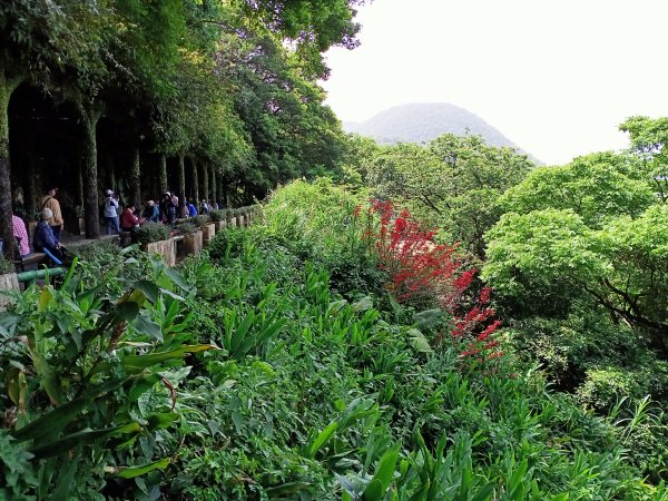 山明水秀的陽明山國家公園 : 陽峰古道→大屯瀑布→青春嶺→猴崁水圳步道→竹子湖1355909