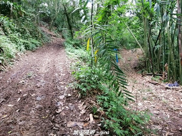 【台南。南化】開車比爬山還辛苦。小百岳集起來。編號66小百岳~西阿里關山1473561