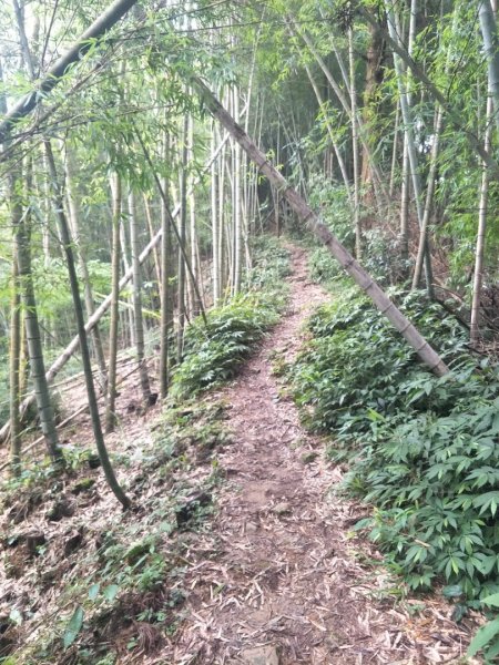 竹崙、志騰山步道(竹崙古道)1452910