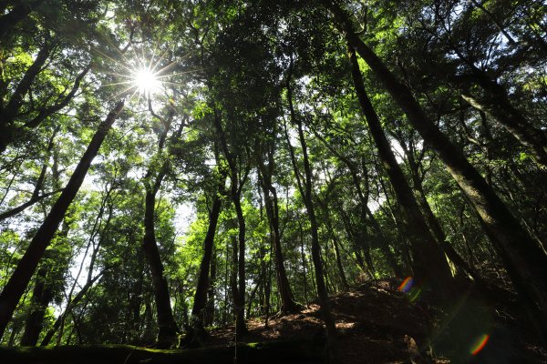 阿里山三霞 -- 楠梓仙溪左岸 南霞山1490242