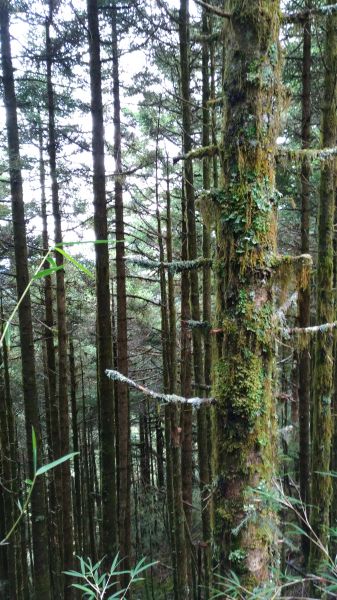 美麗山谷~~小奇萊山!185074