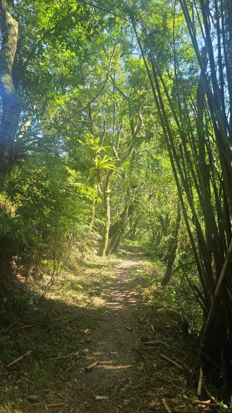 2026-0204 中坑古道_下坑古道O型3005574