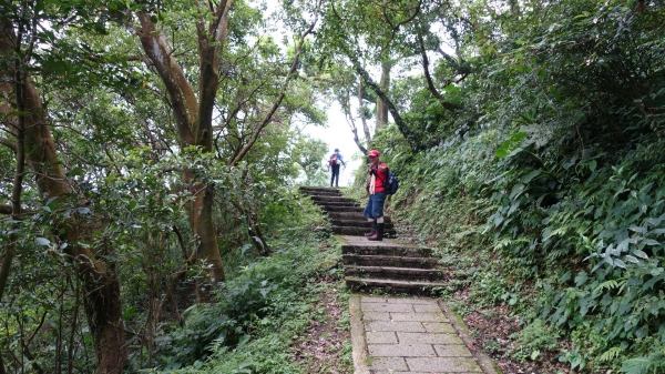 百年坪頂古圳與北五指山之草原驚艷45803