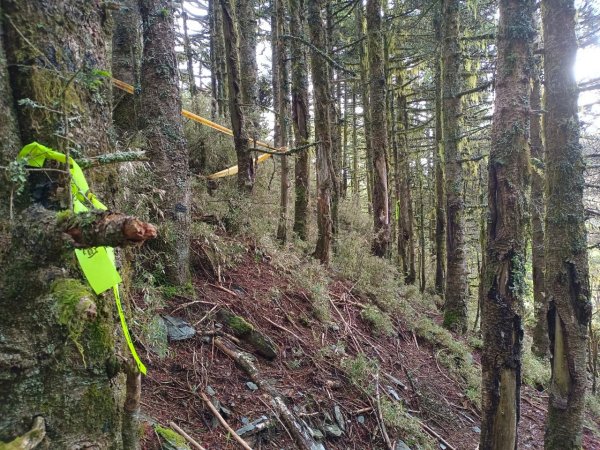 20220625台東海端向陽山、向陽山北峰、三叉山、嘉明湖1745660