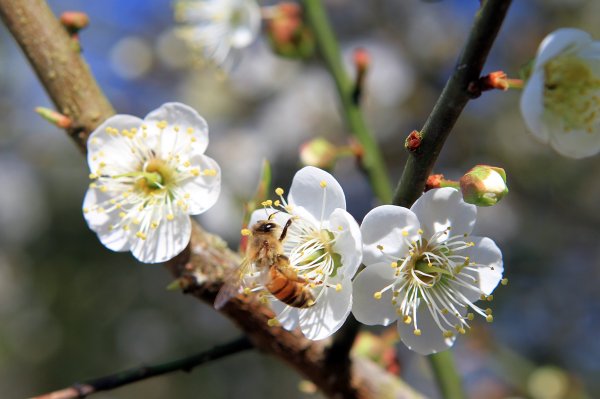 【臺南~楠西】梅嶺賞梅一~觀音步道1246936