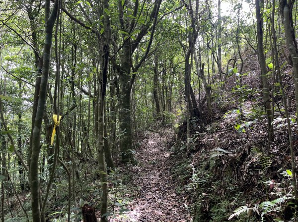 2025_0601 北插天山2802327