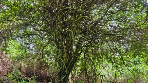 馬崙山之美1756014