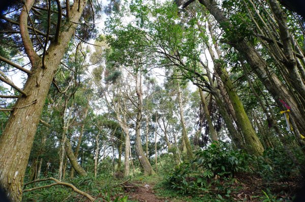 桃園 復興 牌子山、金平山2952213