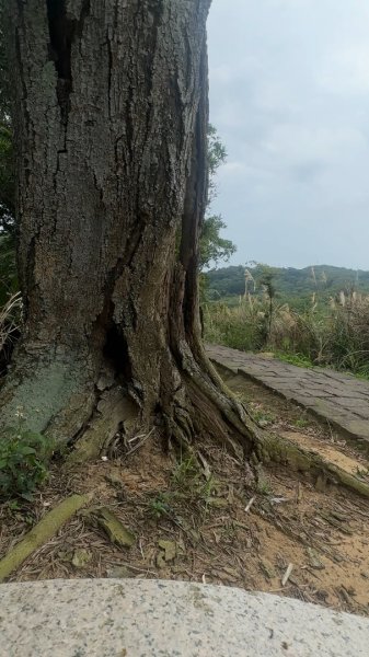 新竹新埔-九芎湖九福步道2618307