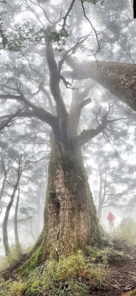 南橫三星 庫哈諾辛山 塔關山 關山嶺山2754837