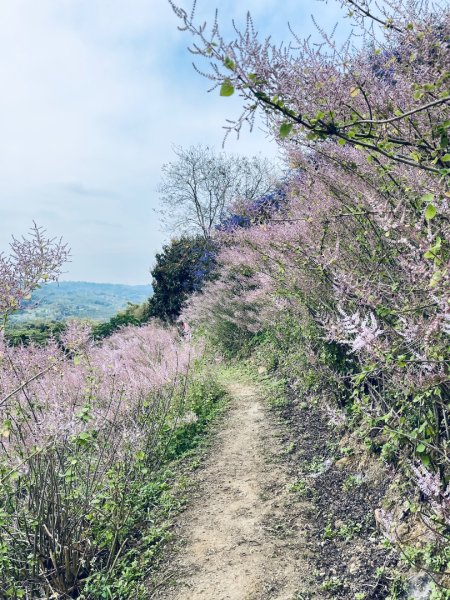 20250224 南投粉紅山丘麝香木秘境2743807