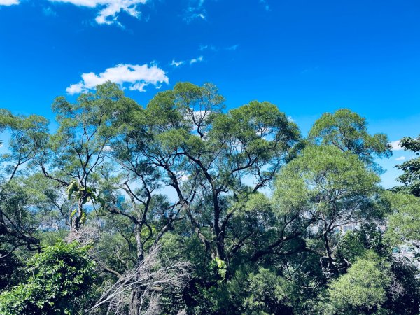 20250928 九五峰-拇指山-象山2903916