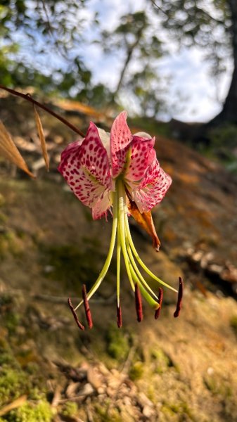 岩壁上的花、艷紅鹿子百合（12868971