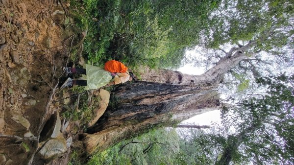 北得拉曼-20204062859831