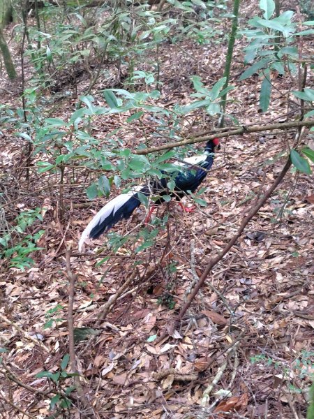 長壽山、肥崠山、醜崠山、大崠山、大崠山經建版2931609