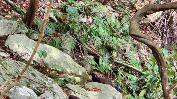 【中級山】谷關七雄波津加山2742328