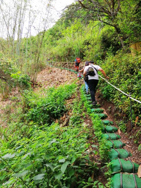 信義~悠然古道處處迷人八通關雲龍瀑布步道972829