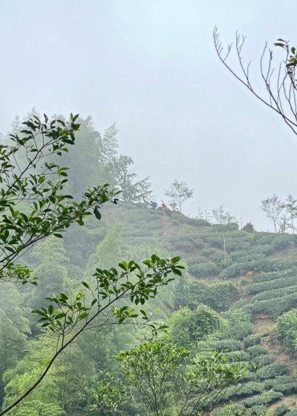 羊彎上武岫大崙山茶園尋山頭2824909