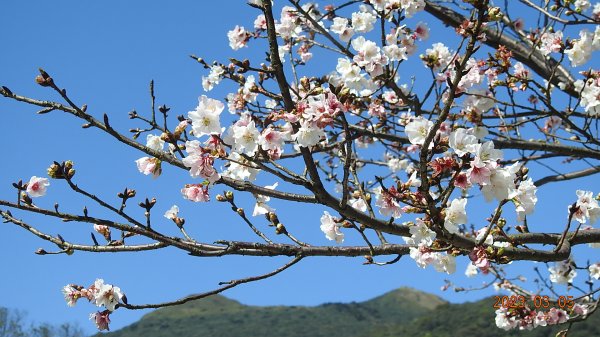 雲山水花鳥蝶 - 天龍國阿伯的日常 3/52053150