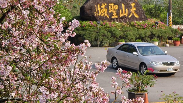 #大鳳蝶 (雌無尾) #綠繡眼 #頂湖小鎮 #紫藤 #觀音山 #日出 #天元宮 #吉野櫻 3/313026515