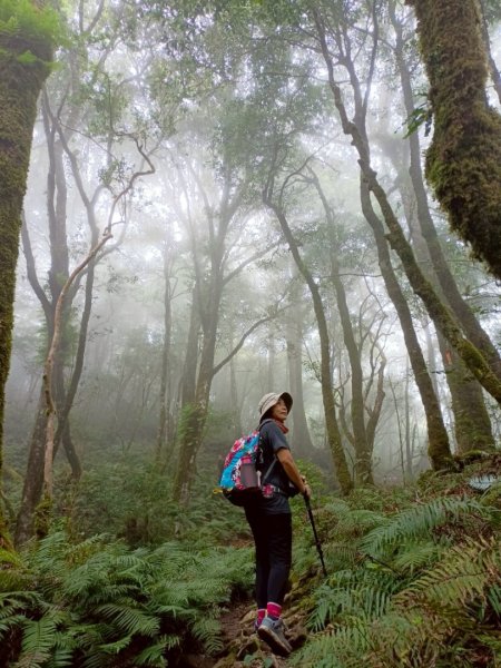 魔幻森林-塔曼山-202508102866578