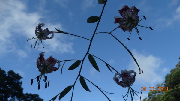 補考 - 艷紅鹿子百合656638