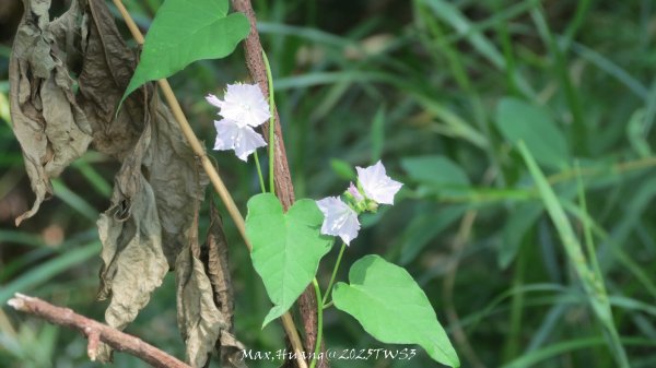 《南投》峰峰相連｜草屯九九峰森林步道O型202509062879281