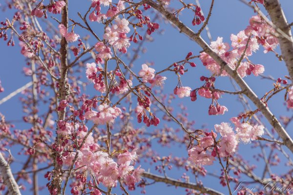 福壽山千櫻園櫻花盛開2724942