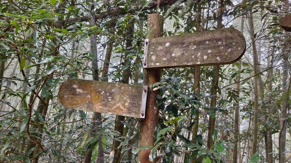 溪頭鳳凰山（米堤飯店香蕉園登山口）2070648