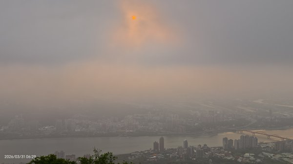 #大鳳蝶 (雌無尾) #綠繡眼 #頂湖小鎮 #紫藤 #觀音山 #日出 #天元宮 #吉野櫻 3/313026501